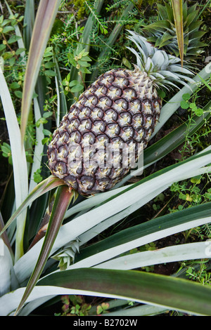 Unreife Ananas. Stockfoto