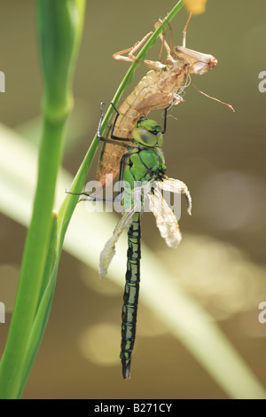 Erwachsenen Hawker Libelle aus Nymphe Fall Stockfoto