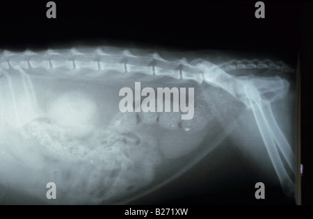 X-RAY DOG BAUCH SEITENANSICHT Stockfoto