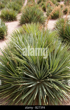 Yucca Filamentosa Pflanzen in den Gärten außerhalb der Kirche Santo Domingo de Guzman, Oaxaca, Mexiko Stockfoto