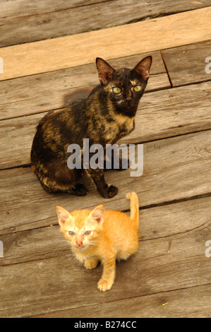 zwei Katzen auf der Promenade, muslimische schwimmenden Dorf Insel Koh Panyi, Ao Phang Nga, Phuket, Thailand Stockfoto