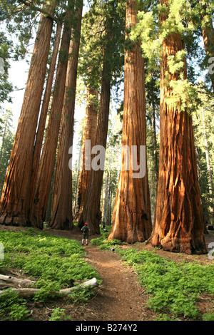 Sequoia National Park-Wanderer auf dem Weg in der Mitte ein Redwood Grove der Baumriesen Stockfoto