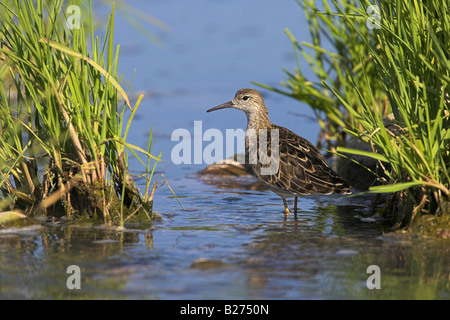 Kampfläufer Philomachus Pugnax weiblichen stehen im Süsswasser River an der alten Andissa, Lesbos, Griechenland im April. Stockfoto