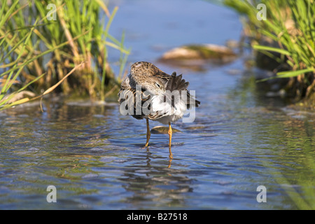 Ruff Philomachus Pugnax weiblichen stehen im Süßwasser Fluss putzen am alten Andissa, Lesbos, Griechenland im April. Stockfoto