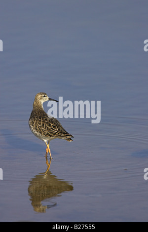 Kampfläufer Philomachus Pugnax weiblichen stehen in Salzwasser Kanal bei Kalloni Salinen, Lesbos, Griechenland im April. Stockfoto