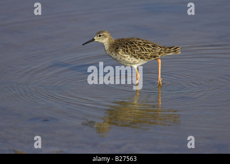 Kampfläufer Philomachus Pugnax weiblichen stehen in Salzwasser Kanal bei Kalloni Salinen, Lesbos, Griechenland im April. Stockfoto