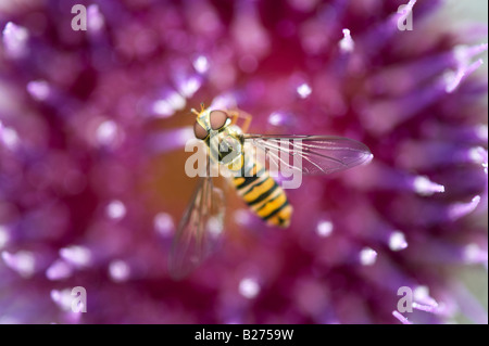 Episyrphus Balteatus. Marmelade Hoverfly auf Kratzdistel in der englischen Landschaft. UK Stockfoto