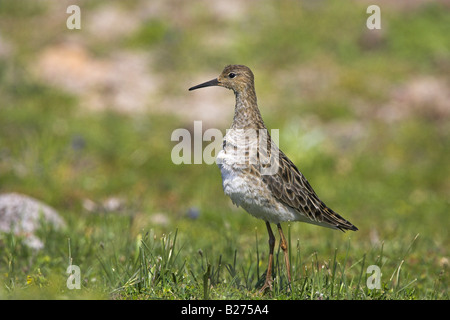 Kampfläufer Philomachus Pugnax weibliche stehend auf bergigen Moor in der Nähe von Ipsilou, Lesbos, Griechenland im April. Stockfoto