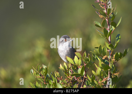 Sardische Grasmücke Sylvia Melanocephala männlich thront im Busch in der Nähe von Vatera, Lesbos, Griechenland im April. Stockfoto