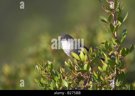 Sardische Grasmücke Sylvia Melanocephala weibliche thront im Busch in der Nähe von Vatera, Lesbos, Griechenland im April. Stockfoto