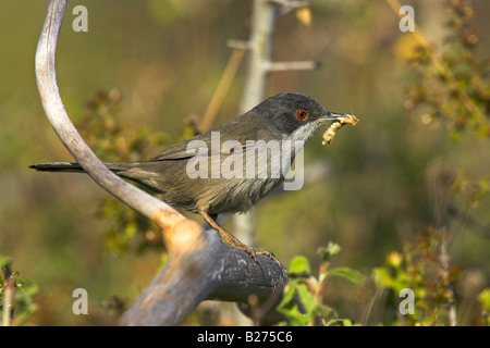 Sardische Grasmücke Sylvia Melanocephala weibliche thront auf Zweig mit Essen in der Nähe von Vatera, Lesbos, Griechenland im April. Stockfoto