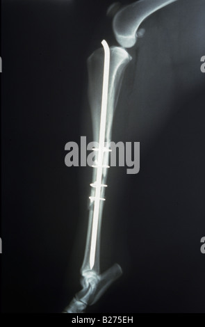 X-RAY DOG S BEIN STAHL STAB REKONSTRUKTIVE CHIRURGIE Stockfoto