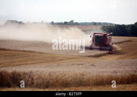 Ein kombinieren Mähdrescher IN Aktion im Dorf von PORNOGRAPHIESAMMLUNG ON THE ESSEX SUFFOLK Grenzen www.georgeimpeyphotographer.co.uk Stockfoto