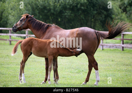 Ein Fohlen trinkt Muttermilch aus ihrer Stute in einer Koppel auf einem Gestüt für Rennpferde in Suffolk Stockfoto