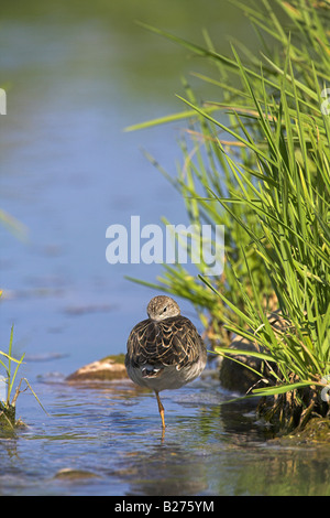 Kampfläufer Philomachus Pugnax weiblich in Süßwasser Fluss stehend, putzen in Lesbos, Griechenland im April. Stockfoto