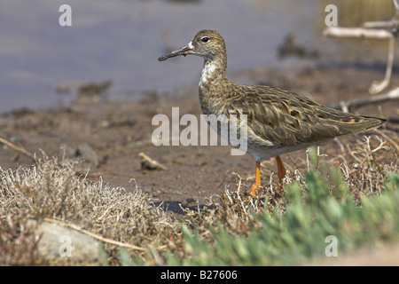 Kampfläufer Philomachus Pugnax weiblichen stehen in Salzwasser Kanal bei Kalloni Salinen, Lesbos, Griechenland im April. Stockfoto