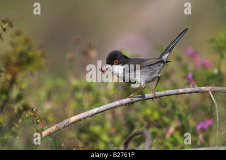 Sardische Grasmücke Sylvia Melanocephala männlichen thront auf Zweig mit Essen in der Nähe von Vatera, Lesbos, Griechenland im April. Stockfoto