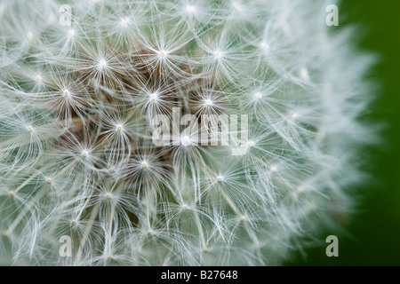 Taraxacum Officinale - Löwenzahn seedhead Stockfoto