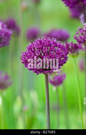 Allium 'Purple Sensation' in einem englischen Garten Stockfoto