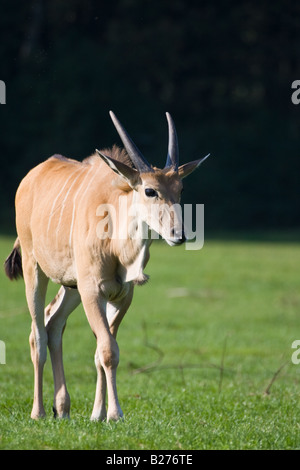 Gemeinsame Eland - Tragelaphus Oryx Stockfoto