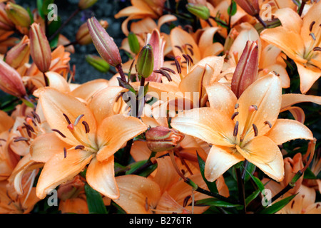 LILIUM SONNENSTRAHL AN MARWOOD HILL GARDENS NORTH DEVON Stockfoto