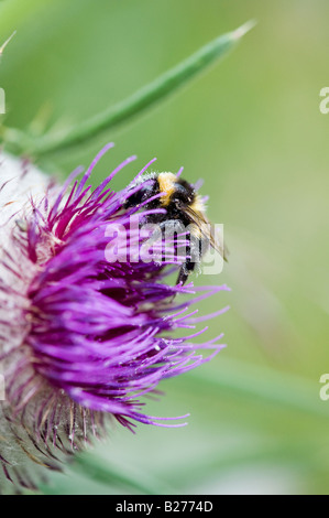 Bombus Lucorum. White tailed Bumblebee bedeckt in Pollen auf Eselsdistel in der englischen Landschaft. UK Stockfoto