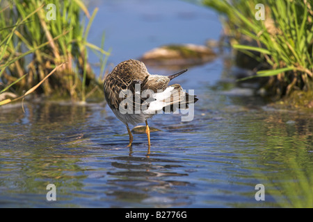 Ruff Philomachus Pugnax weiblichen stehen im Süßwasser Fluss putzen am alten Andissa, Lesbos, Griechenland im April. Stockfoto