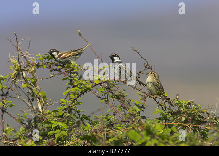 Spanisch Sparrow Passer Hispaniolensis Erwachsene gehockt Bramble bei Faneromeni, Lesbos, Griechenland im April. Stockfoto