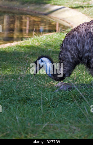 WWU - Dromaius novaehollandiae Stockfoto