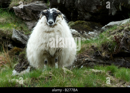 Gehörnte Schafe - County Kerry, Irland. Stockfoto