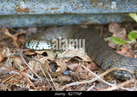 Erwachsenen Ringelnatter flicking Zunge (Natrx Natrix) Stockfoto