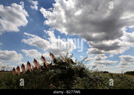 Einen alten Pflug Rosten in Überwucherung in einem Feld in Suffolk lokale Beschriftung Www Georgeimpeyphotographer co uk Stockfoto