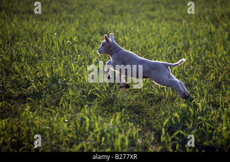 EIN SPRUNG ÜBER EIN FELD IM KIRCHTURM BUMPSTEAD AUF DIE ESSEX SUFFOLK GRENZEN FRÜHLINGSLAMM Stockfoto