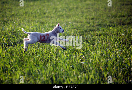 EIN SPRUNG ÜBER EINE FEILD IM KIRCHTURM BUMPSTEAD AUF DIE ESSEX SUFFOLK GRENZEN FRÜHLINGSLAMM Stockfoto