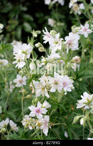 GERANIUM PRATENSE PLENUM ALBUM AN MARWOOD HILL GARDENS NORTH DEVON Stockfoto