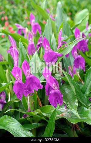 ROSCOA HUMEANA AN MARWOOD HILL GARDENS NORTH DEVON Stockfoto