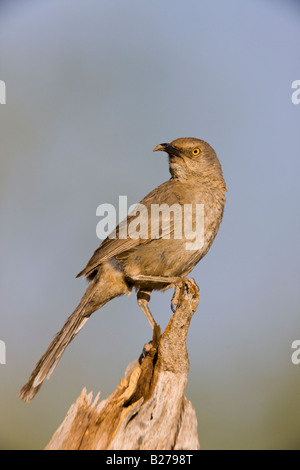 Kurve-billed Thrasher Stockfoto