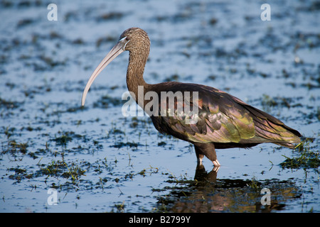 Sichler Stockfoto