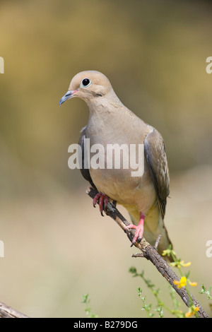 Mourning Dove Stockfoto