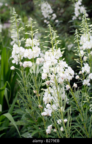 CHAMERION ANGUSTIFOLIUM ALBUM AN MARWOOD HILL GARDENS NORTH DEVON Stockfoto