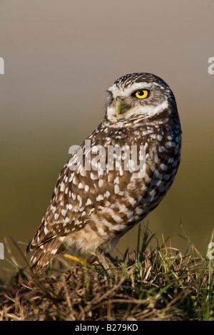 Kanincheneule Stockfoto