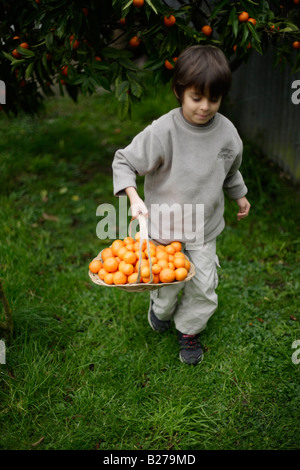 Kind nimmt vergangenen Nacht Windfall Orangen aus Garten Stockfoto