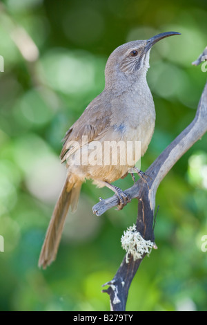 California Thrasher Stockfoto