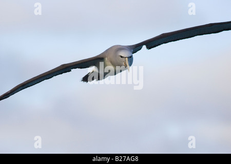 Salvin Albatros (Thalassarche Cauta Salvini) im Flug Stockfoto