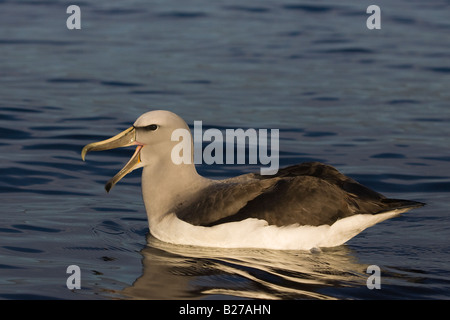 Salvin Albatros (Thalassarche Cauta Salvini) auf dem Meer schwimmen Stockfoto