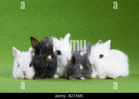 fünf Hasen auf grünem Hintergrund isoliert Stockfoto