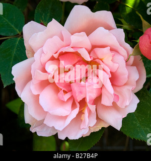 Blume der Rambling Rose Albertine Stockfoto