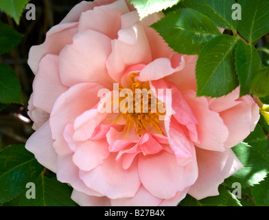 Blume der Rambling Rose Albertine Stockfoto