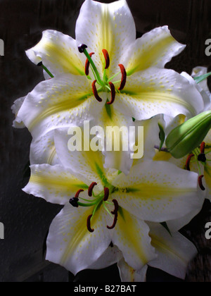 Casablanca Lilien in einer Vase angeordnet Stockfoto