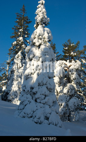 Eine Sibirische Fichte bedeckt mit Schnee und harte Reim in den Fjälls von Finnisch-Lappland Stockfoto